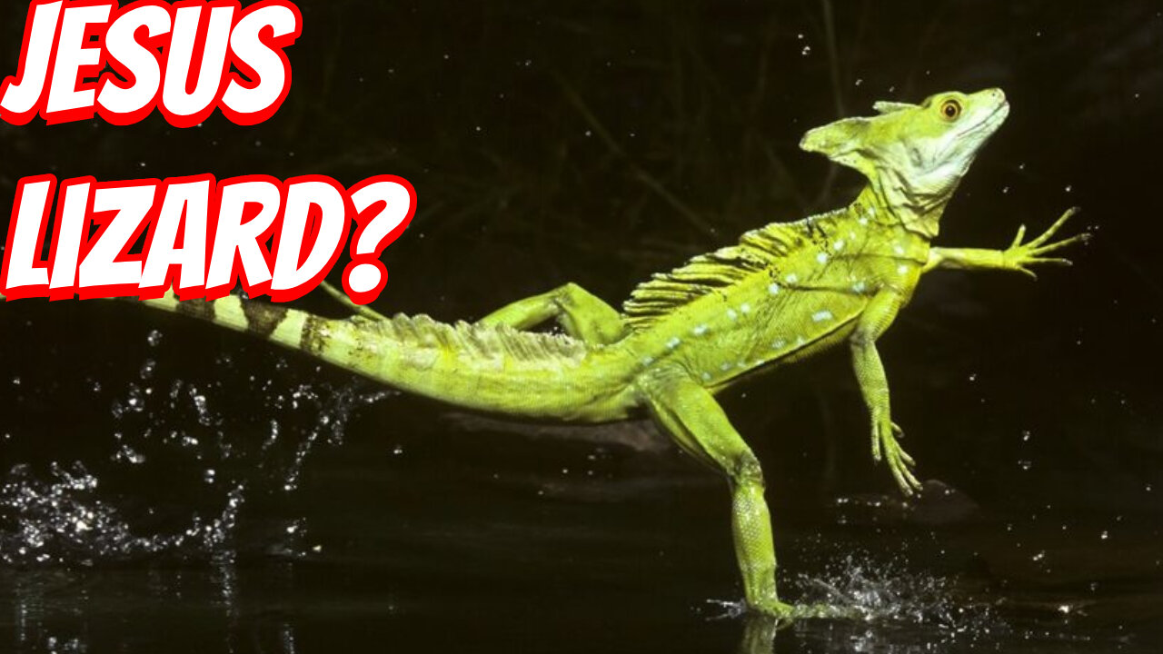 The Weirdest Reptiles To Ever Live!