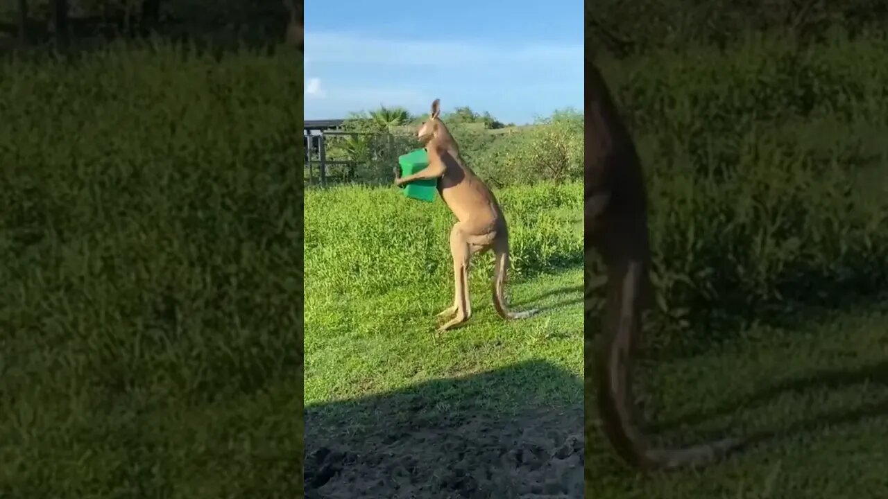 Kangaroos love kickboxing! #shorts #animals