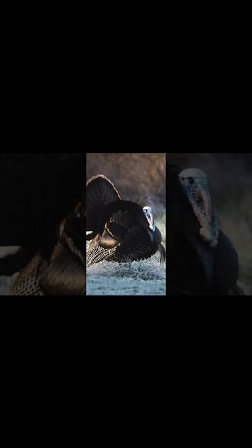 PERFECT SHOT on Opening Day Archery Gobbler in Kansas!