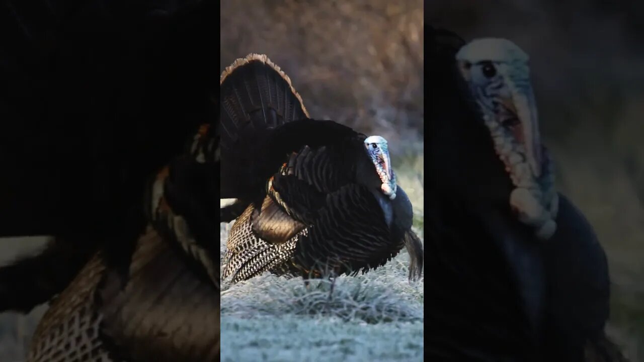 PERFECT SHOT on Opening Day Archery Gobbler in Kansas!