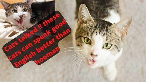 Cats Actually talked !! these cats can speak good english better than hooman