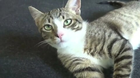 The Cat and the Crypto