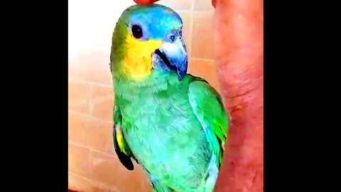 Beautiful and Cute Birds New Video 2021