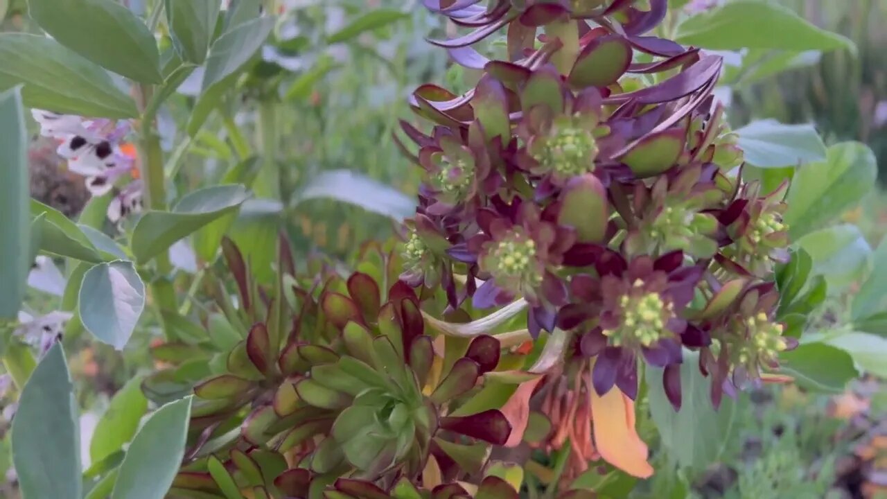 Plants in the backyard in spring: Fava beans, ice plants, orange & Lemmon trees, California poppies.