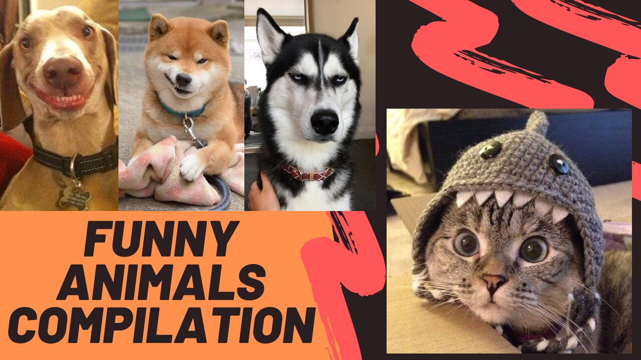 Cute & Funny Animals Compilation (MUST WATCH)
