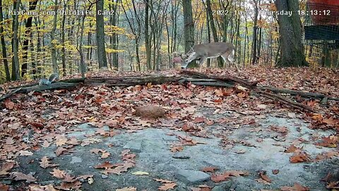 8pt With The Wide Rack 10/27/22