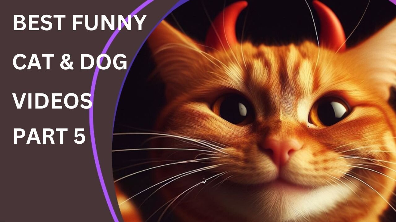 BEST FUNNY CAT & DOG VIDEOS PART 5