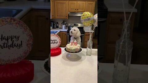 Celebrating Quincy’s Birthday!