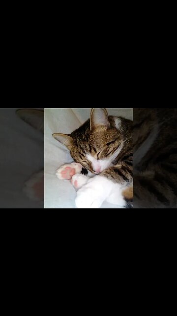 Kitten Stretches His Paw #shorts