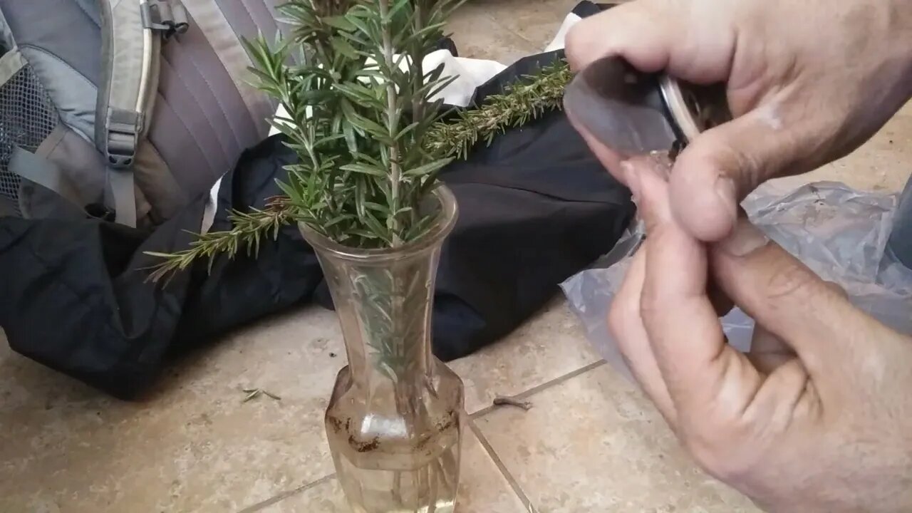 How To Re-Grow Rosemary - EASY!