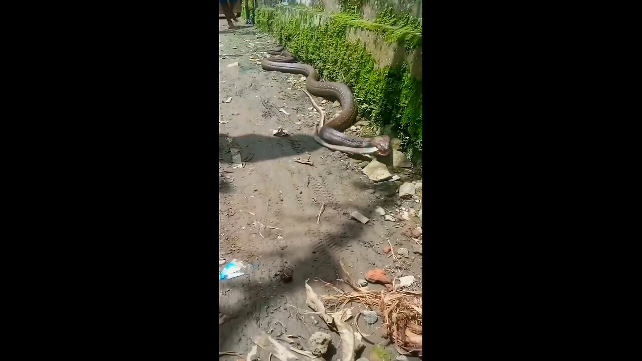 King Cobra Snake Catches Two Snakes In His Mouth.