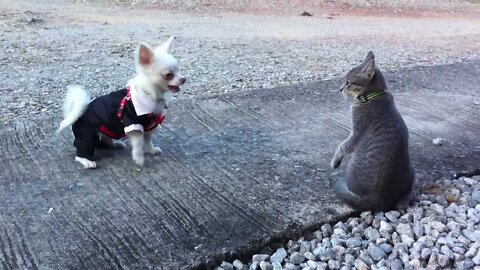 The Cutest dog!! (White Chihuahua playing with cat)