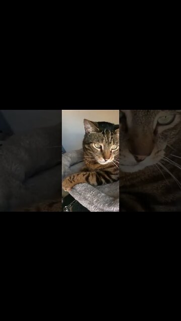 Get your cat to play with THIS RAT TOY #shorts