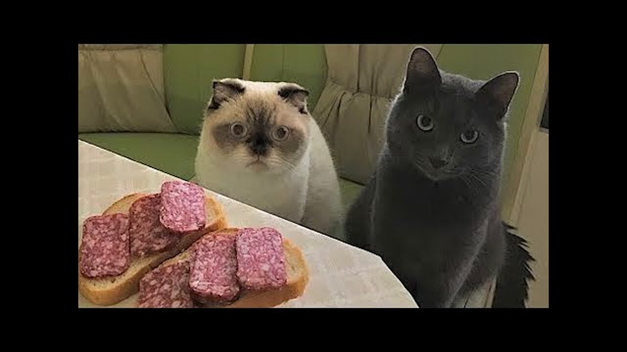 Funny animal Video clips