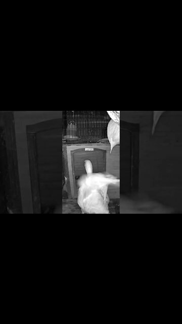 The secret lives of birds