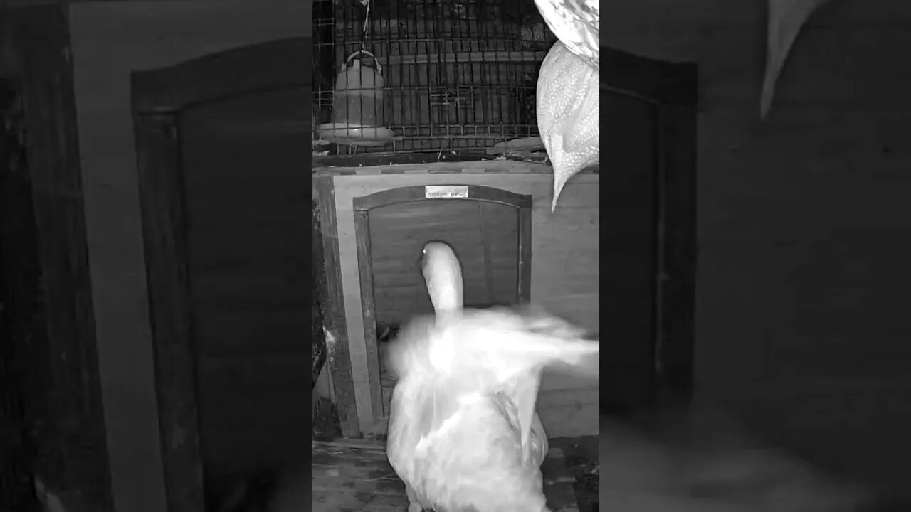 The secret lives of birds