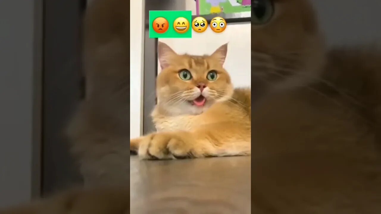 Funny videos |#laughtrip |#Cute cats #shorts | #1v1 #1stvideo #part1