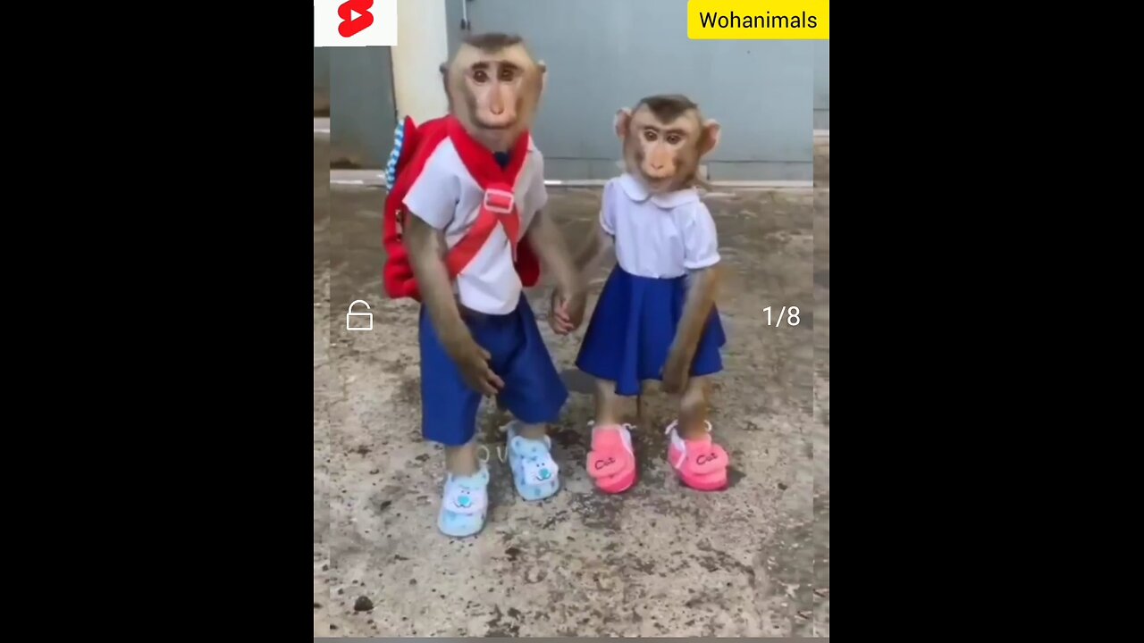 Amazing: School going Monkey brother and sister in School uniform