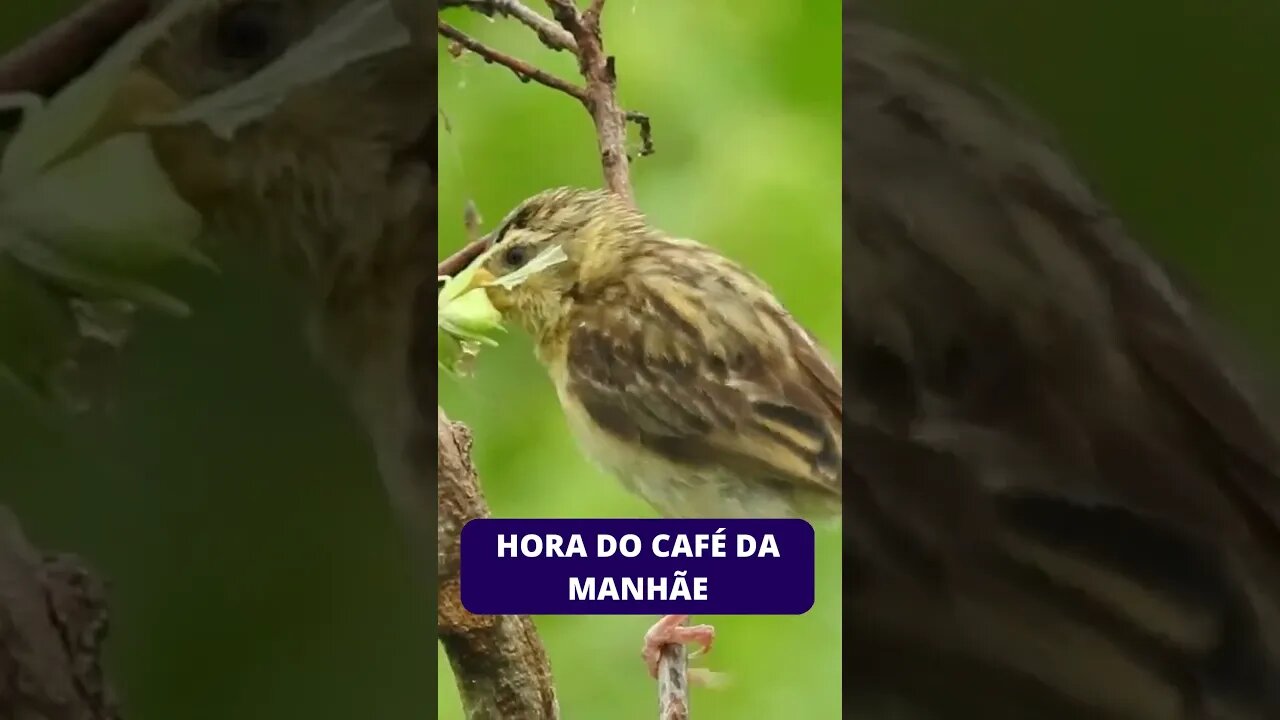 Lindo SOM de Pássaros, Pássaros Cantando na Floresta, Som de Pássaros na Natureza