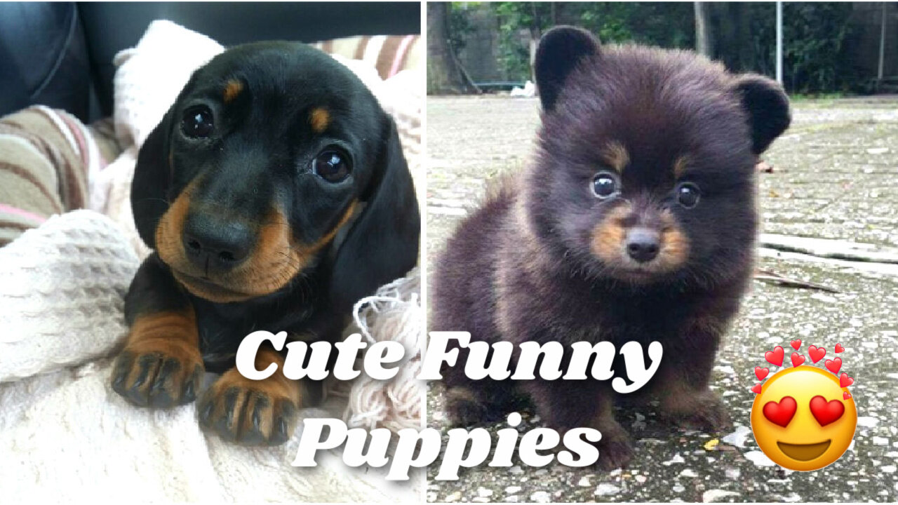 Adorable Puppies Compilation <3 #FurryFriends