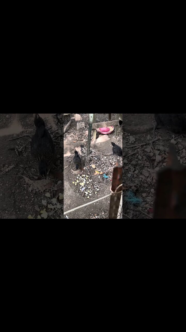 Trying the baby chicks on some popcorn