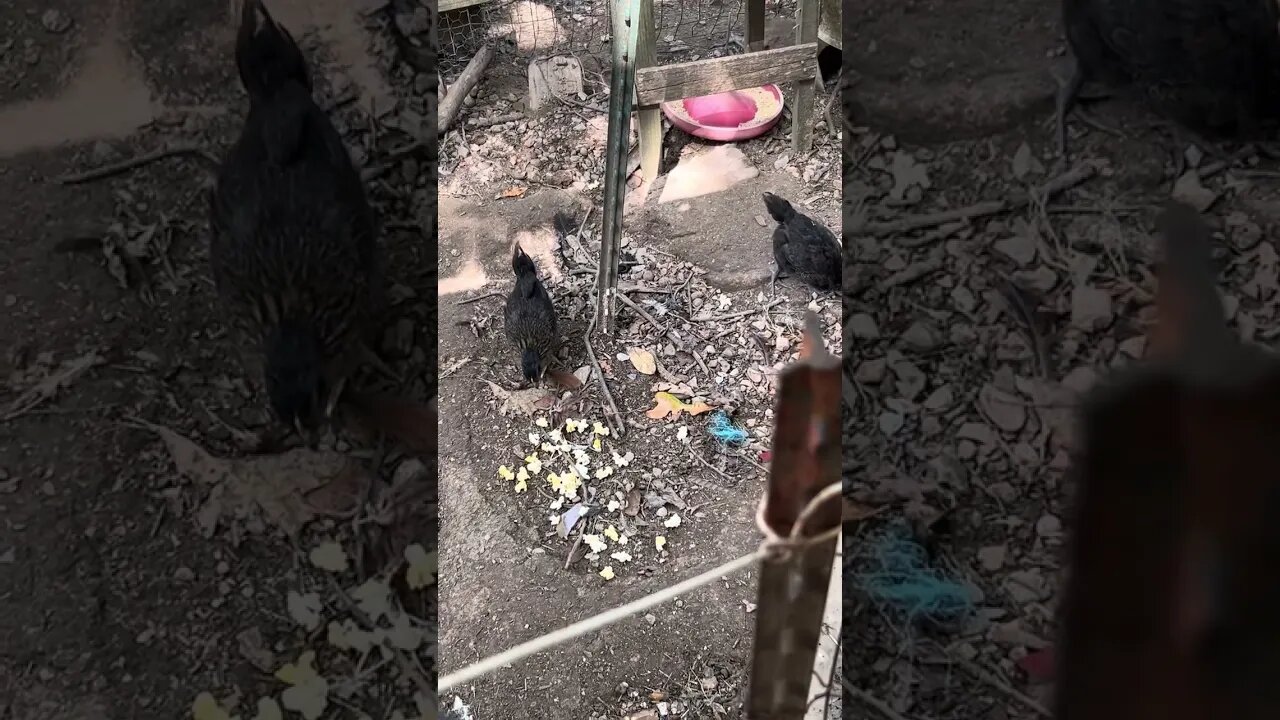 Trying the baby chicks on some popcorn