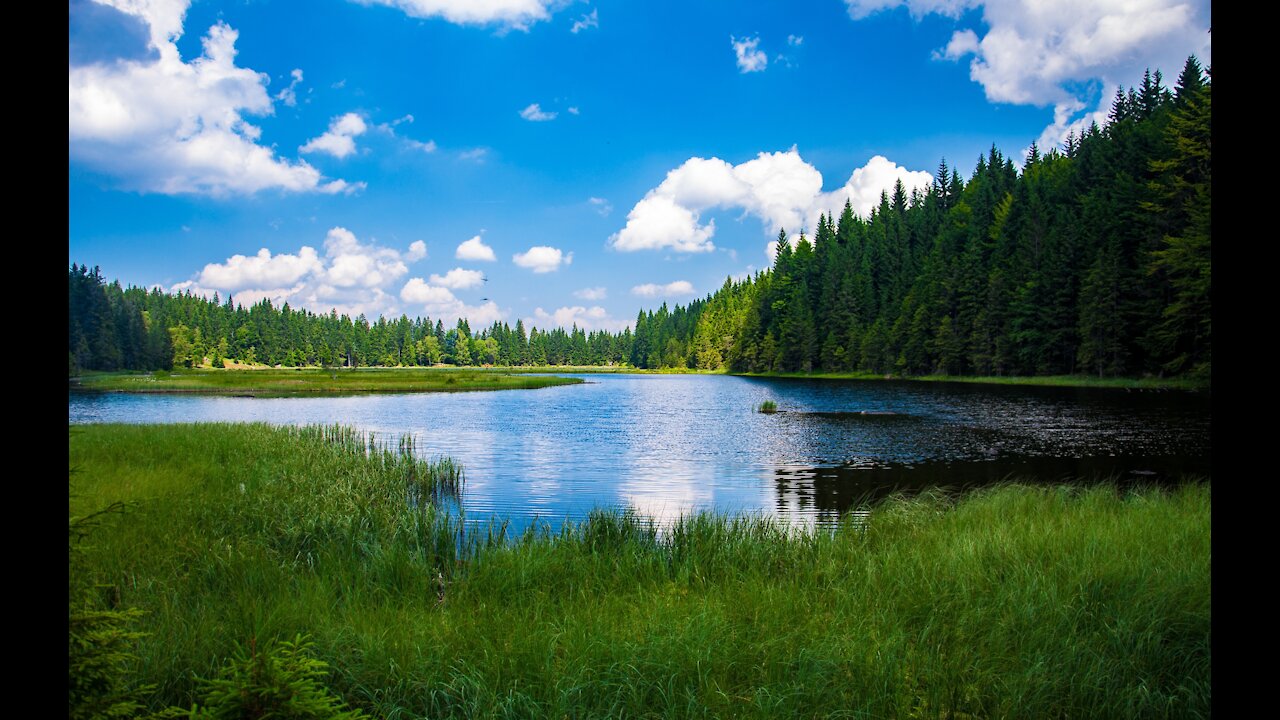 Beautiful Forest Background
