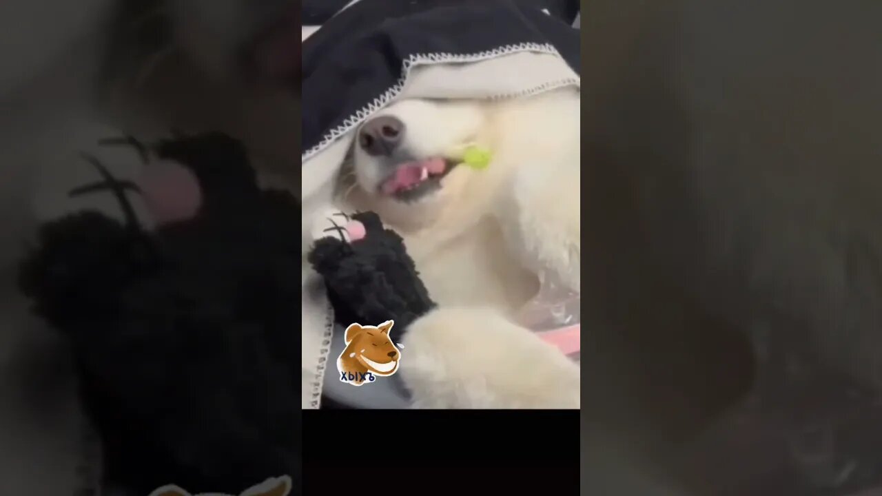 #shorts Смешные Собаки Из Тик Тока 55 Funny Dogs From Tiktok