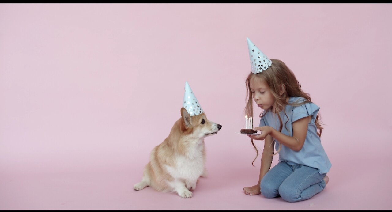 Birthday cakes for dogs 🎂