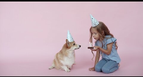 Birthday cakes for dogs 🎂