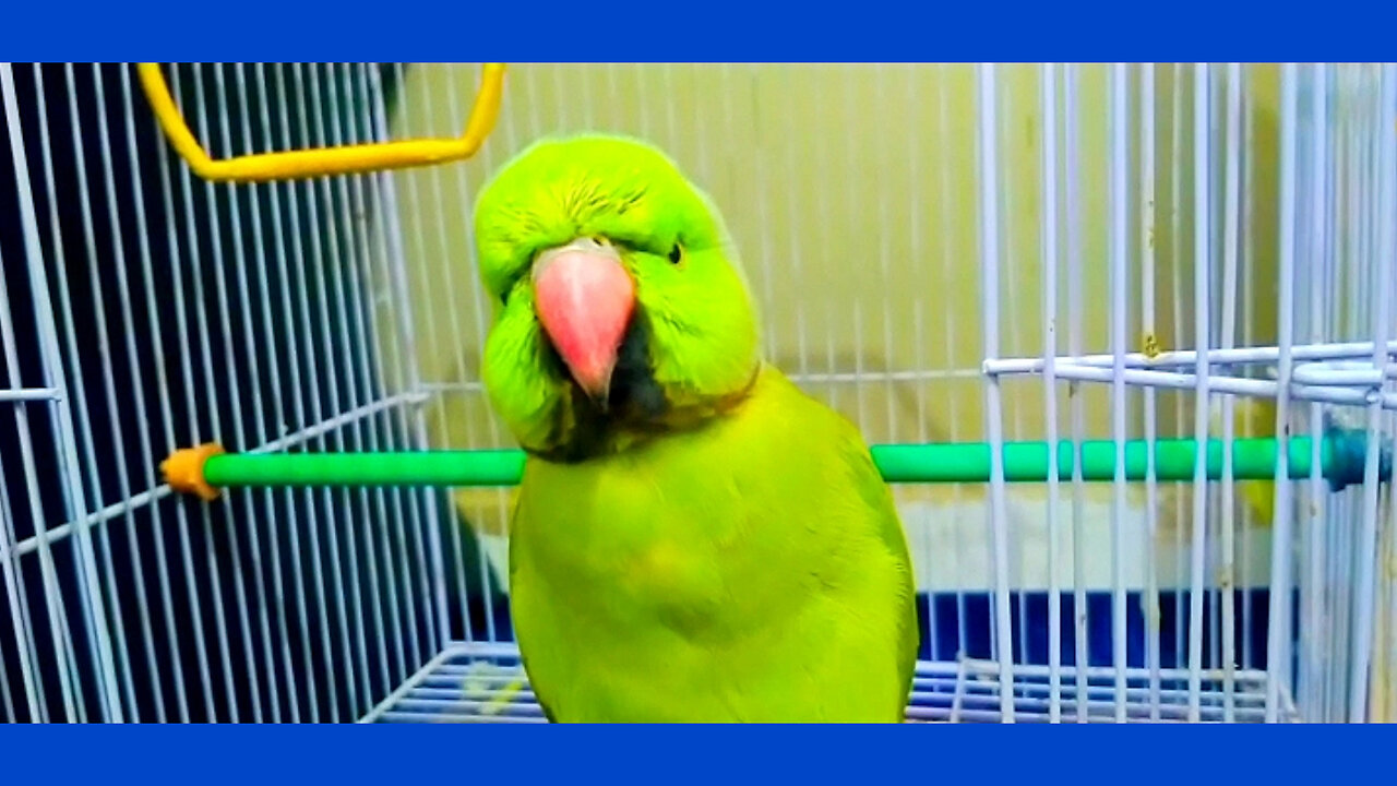 Cutest Talking parrot♥️