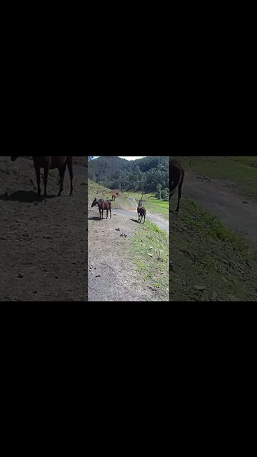 Young and old herd mate