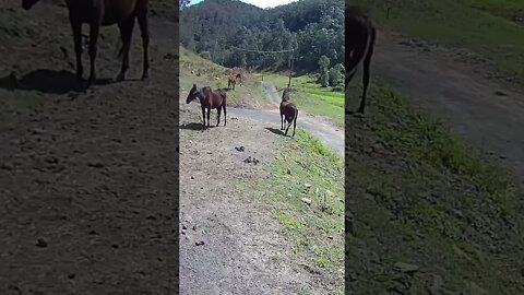 Young and old herd mate