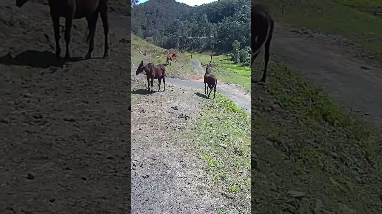 Young and old herd mate