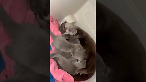 Otter mother and her pups..😍