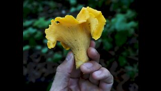 Chanterelle Mushroom Foraging Near Boone, North Carolina