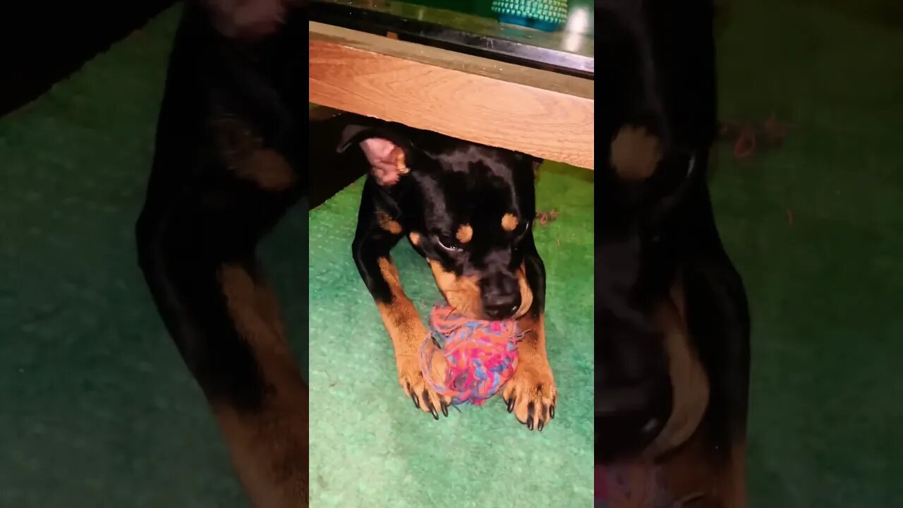 Cute Funny Rottweiler! 🐶 #shorts #short #viral #youtube #like