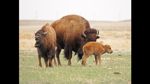 Rocky Mountain Arsenal - 13 April 2021