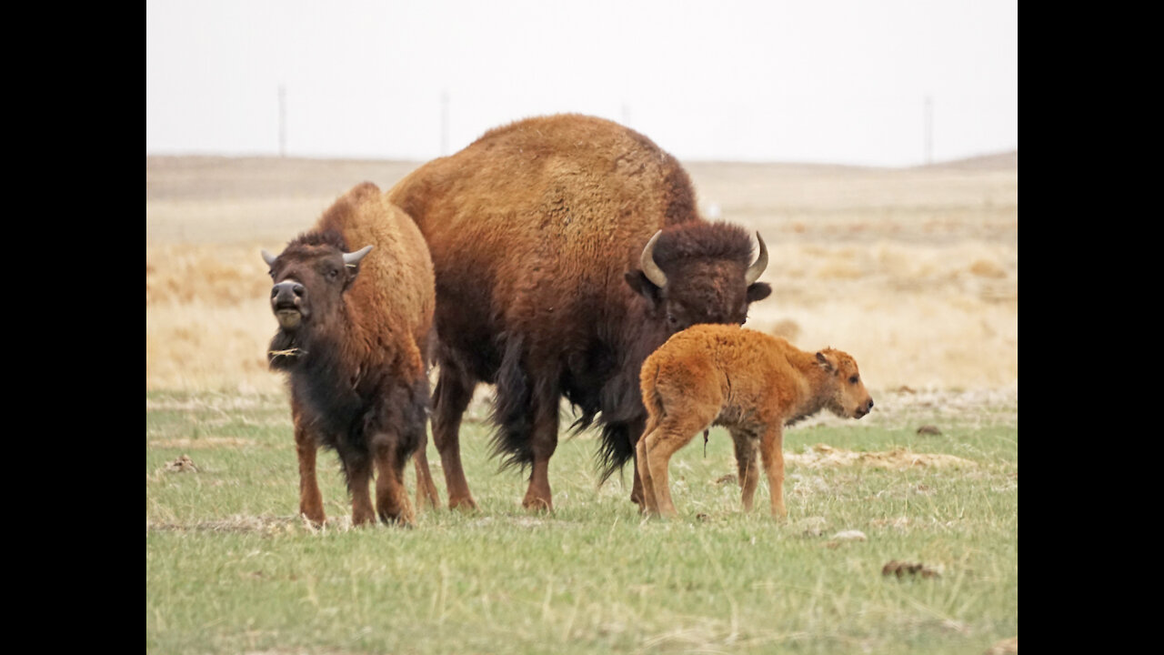 Rocky Mountain Arsenal - 13 April 2021