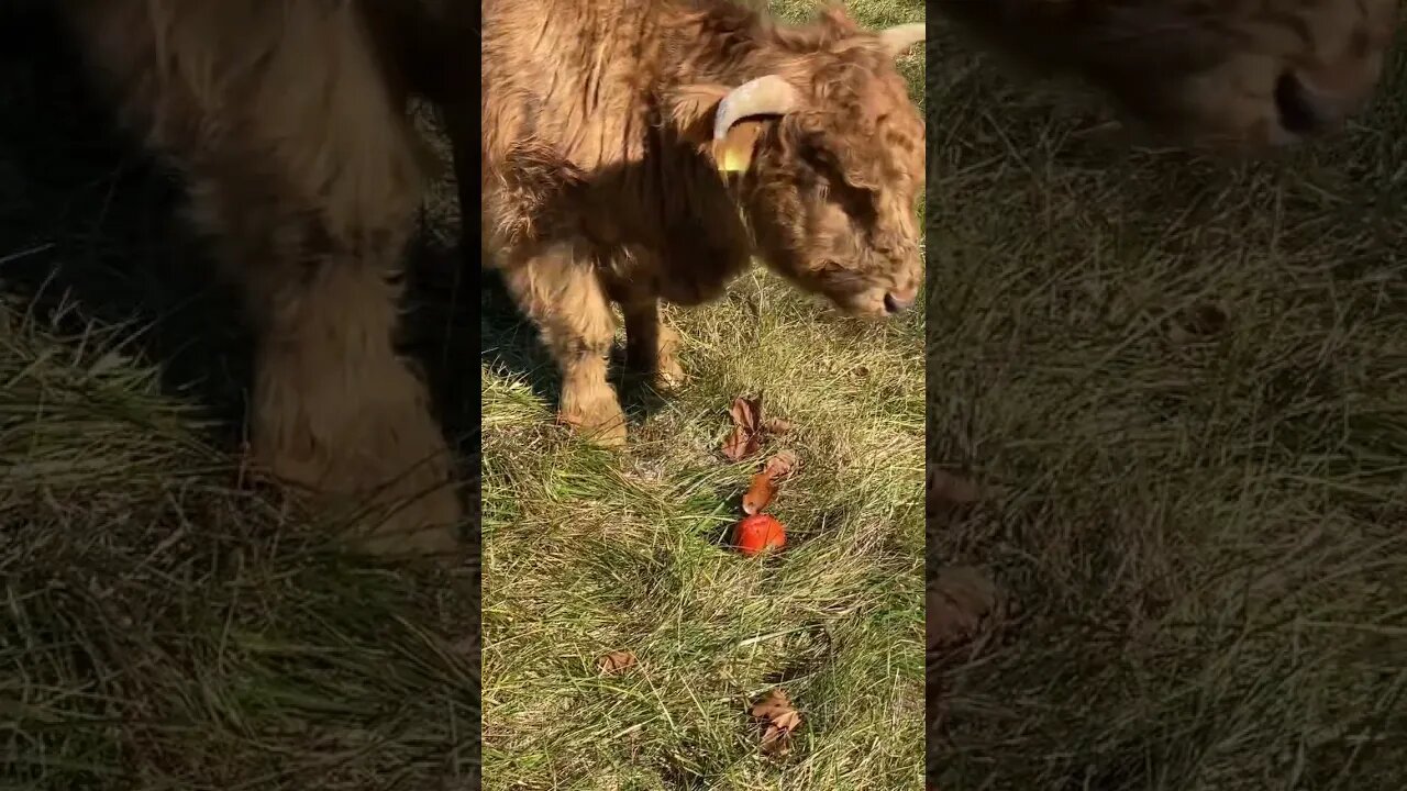 Charming wants more than tomato for #Thanksgiving | #farmlife #homestead #scottishhighlands #cattle