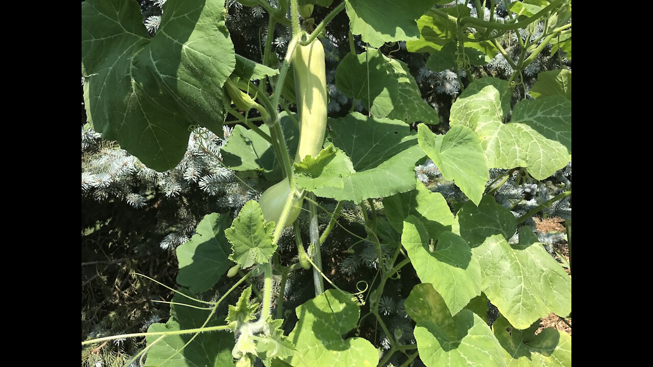 How to Prune Pumpkin For Best Production