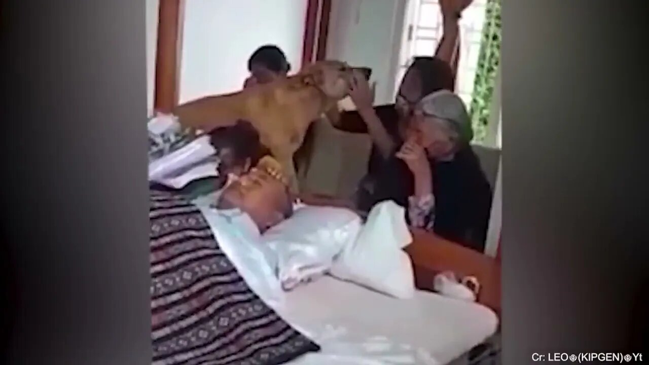 Animals Behaved Better Than Humans! Cute Animal Show Love