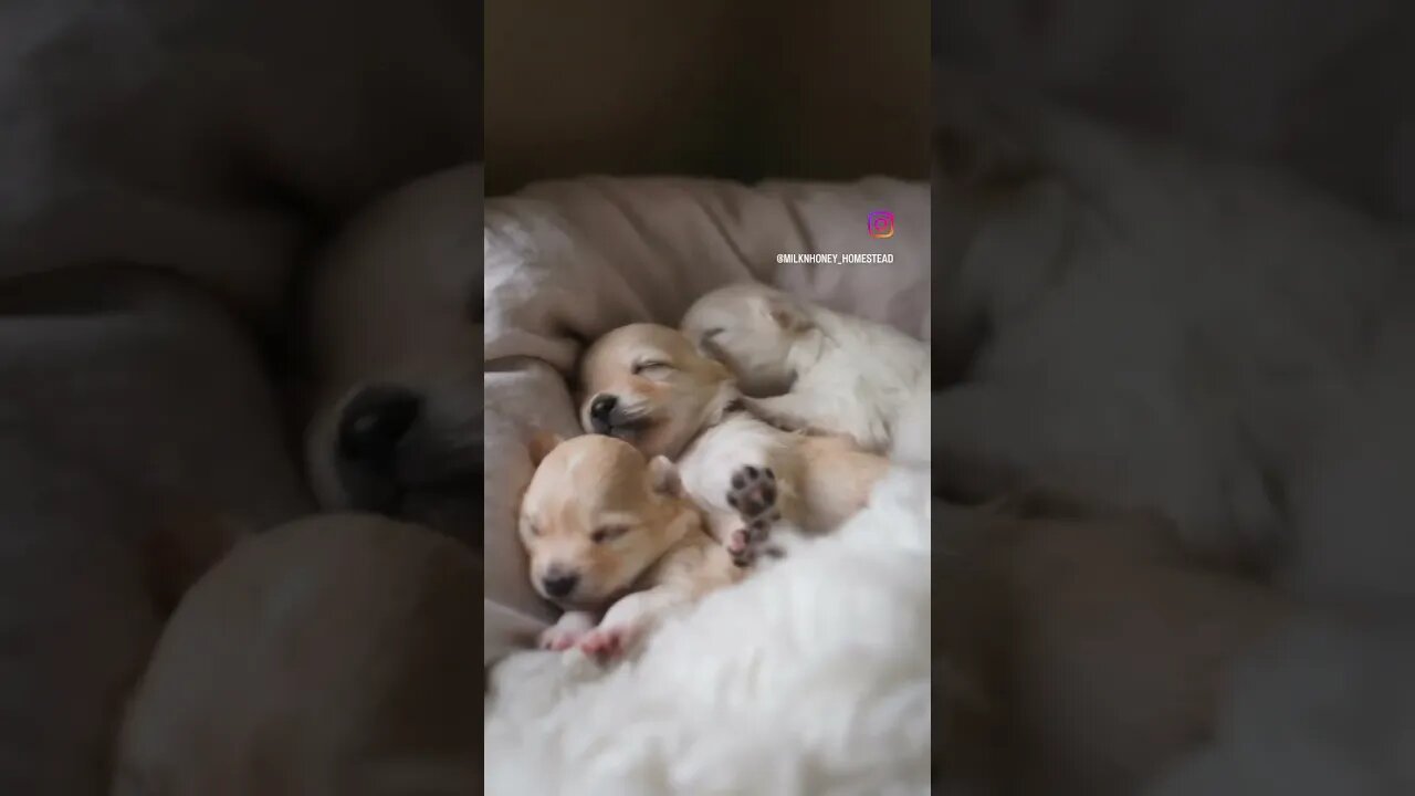 Puppies sleepy time