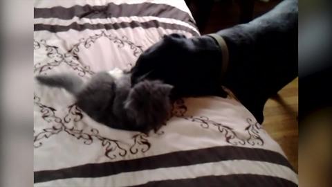 "Cute Kitten Plays With Big Dog"