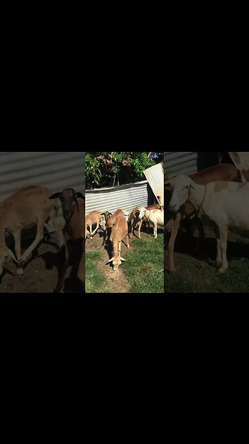 BEHOLD SHEEP IN TOBAGO