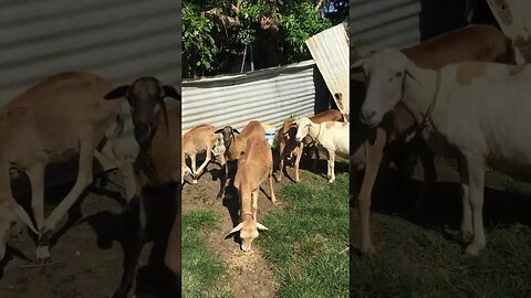 BEHOLD SHEEP IN TOBAGO
