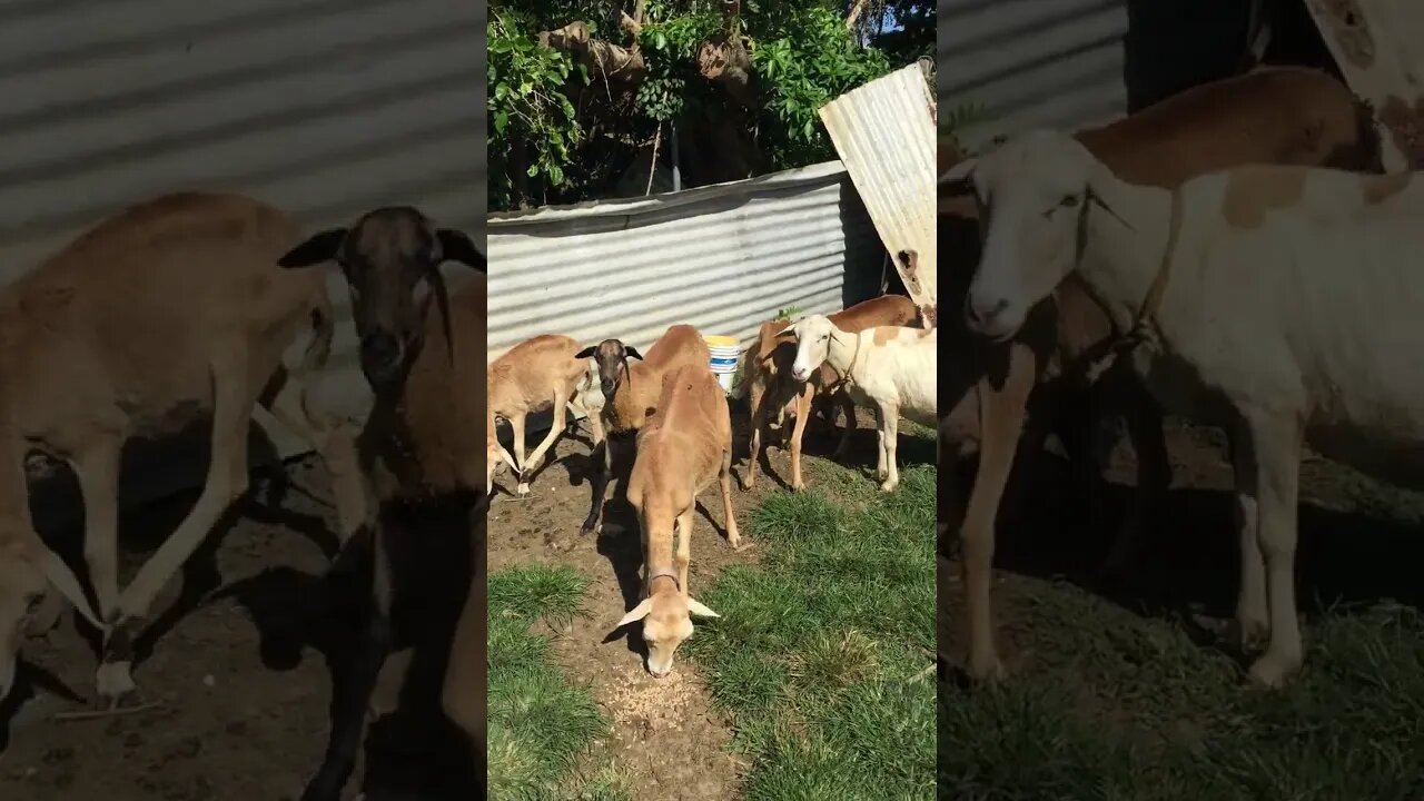 BEHOLD SHEEP IN TOBAGO