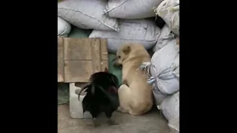 Funny Video: Chicken Vs Dog fight