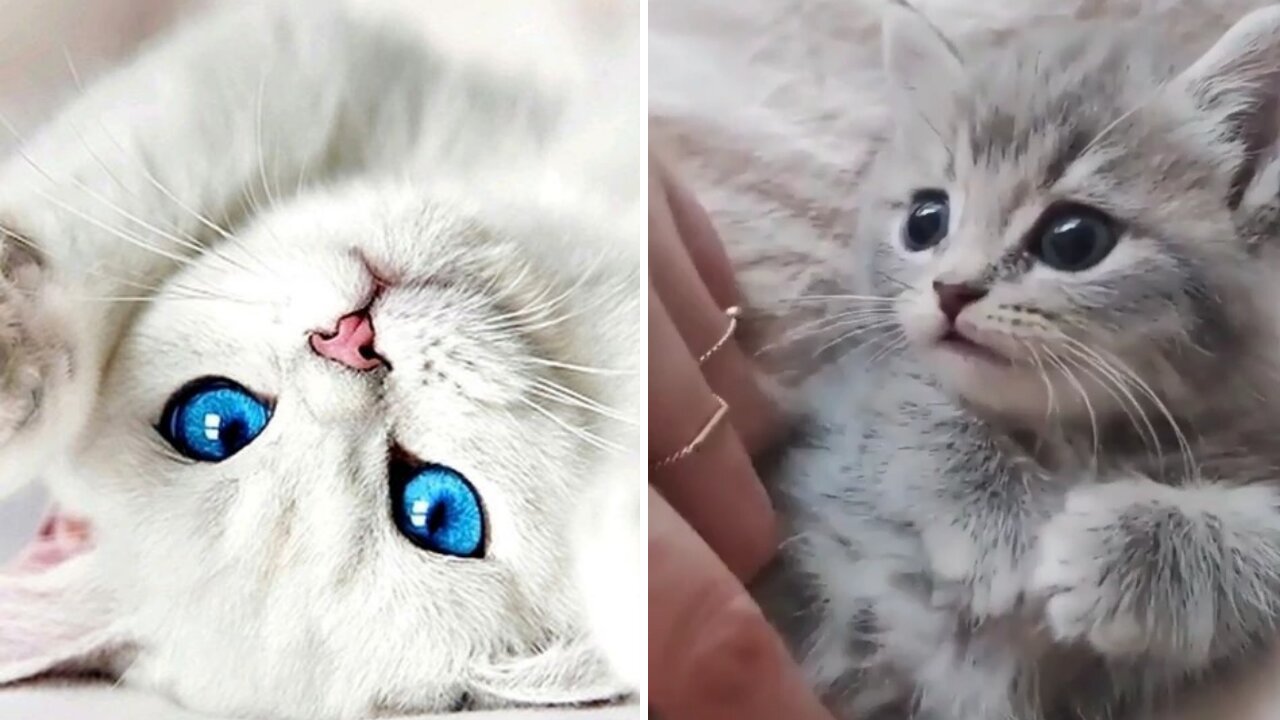 Cute Cat | Baby Cat Video