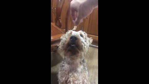 Oscar the Welsh Terrier Gets a Bite of Human Food for Dinner